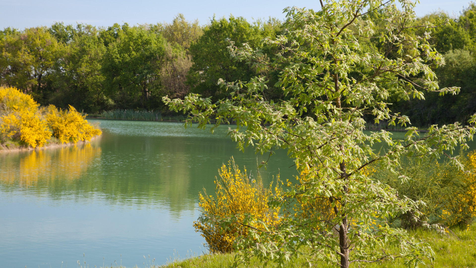 Zone humide préservée sur le site de valorisation et de traitement des déchets de DRIMM, près de Montauban. © Séché Environnement